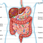 How to Improve Gut Health: Your Science-Backed Path to Digestive Wellness scientific visualization of healthy gut microbiome showing diverse beneficial bacteria in digestive system